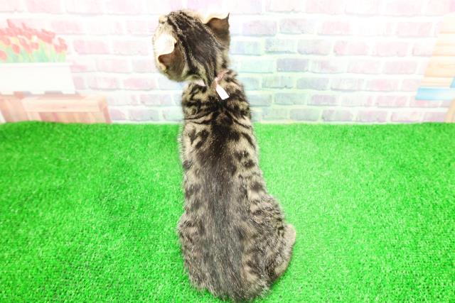 千葉県のアメリカンカール (Coo&RIKUフレスポ稲毛店/2025年11月26日生まれ/女の子/ブラウンタビー)の子猫の4枚目の画像