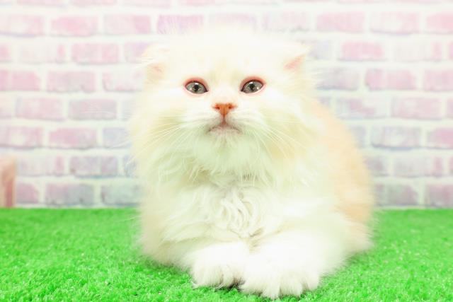 東京都のスコティッシュフォールド (Coo&RIKU池袋西口店/2025年12月4日生まれ/女の子/クリームタビー)の子猫の1枚目の画像