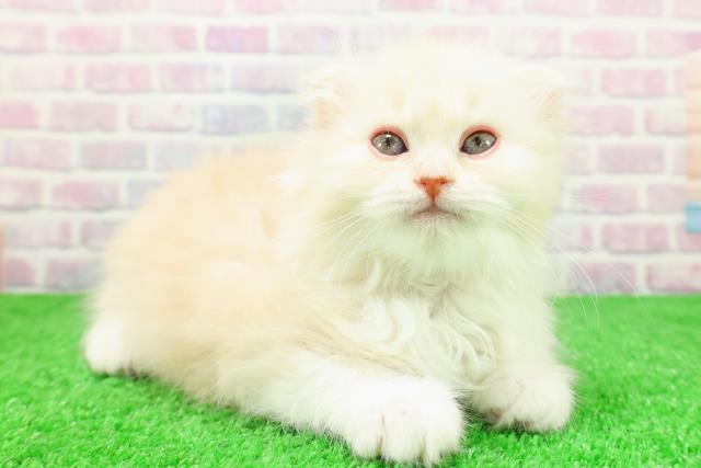 東京都のスコティッシュフォールド (Coo&RIKU池袋西口店/2025年12月4日生まれ/女の子/クリームタビー)の子猫の3枚目の画像