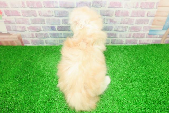 東京都のスコティッシュフォールド (Coo&RIKU池袋西口店/2025年12月4日生まれ/女の子/クリームタビー)の子猫の4枚目の画像