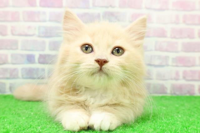 福島県のマンチカン (Coo&RIKU郡山店/2025年11月20日生まれ/女の子/クリームタビーホワイト)の子猫の1枚目の画像