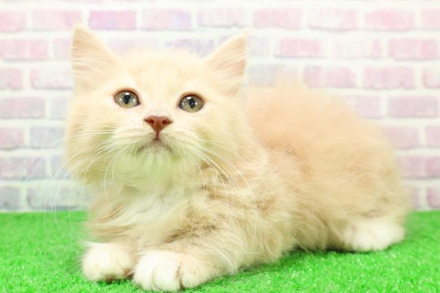 福島県のマンチカン (Coo&RIKU郡山店/2025年11月20日生まれ/女の子/クリームタビーホワイト)の子猫の2枚目の画像