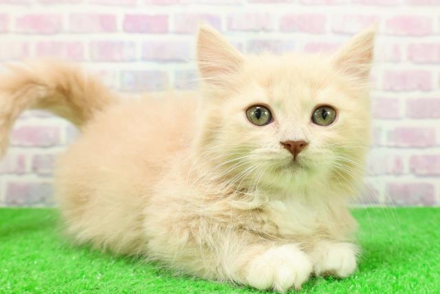 福島県のマンチカン (Coo&RIKU郡山店/2025年11月20日生まれ/女の子/クリームタビーホワイト)の子猫の3枚目の画像