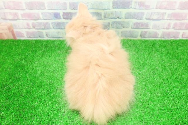 福島県のマンチカン (Coo&RIKU郡山店/2025年11月20日生まれ/女の子/クリームタビーホワイト)の子猫の4枚目の画像