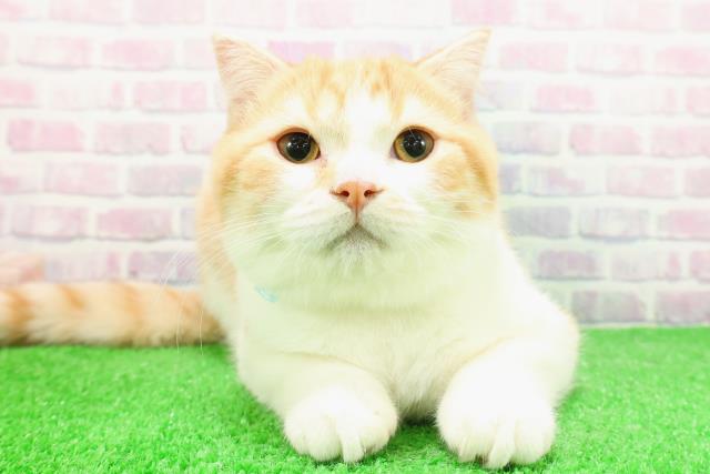 福島県のスコティッシュフォールド (Coo&RIKU郡山店/2025年9月15日生まれ/男の子/レッドタビーホワイト)の子猫の1枚目の画像