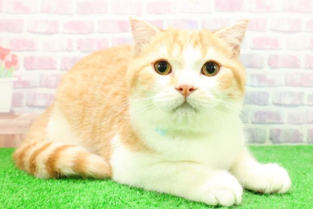 福島県のスコティッシュフォールド (Coo&RIKU郡山店/2025年9月15日生まれ/男の子/レッドタビーホワイト)の子猫の3枚目の画像