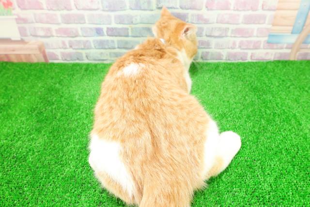 福島県のスコティッシュフォールド (Coo&RIKU郡山店/2025年9月15日生まれ/男の子/レッドタビーホワイト)の子猫の4枚目の画像