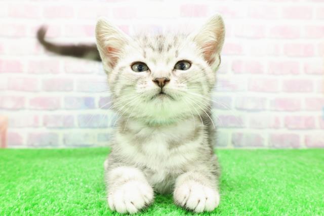 埼玉県のアメリカンショートヘアー (Coo&RIKU春日部店/2025年12月3日生まれ/男の子/シルバータビー)の子猫の1枚目の画像