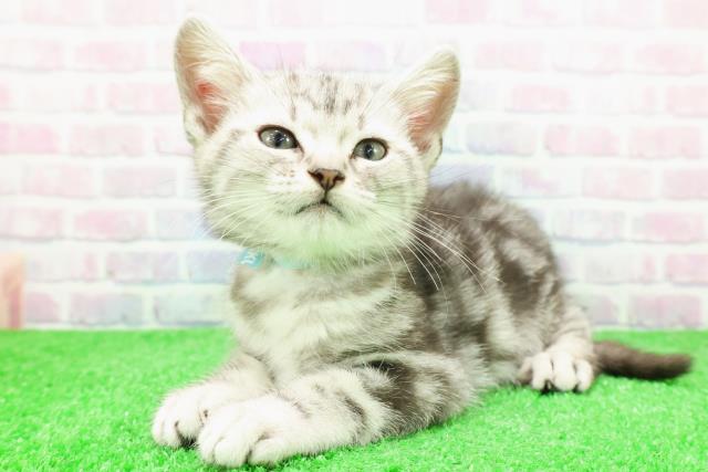 埼玉県のアメリカンショートヘアー (Coo&RIKU春日部店/2025年12月3日生まれ/男の子/シルバータビー)の子猫の2枚目の画像