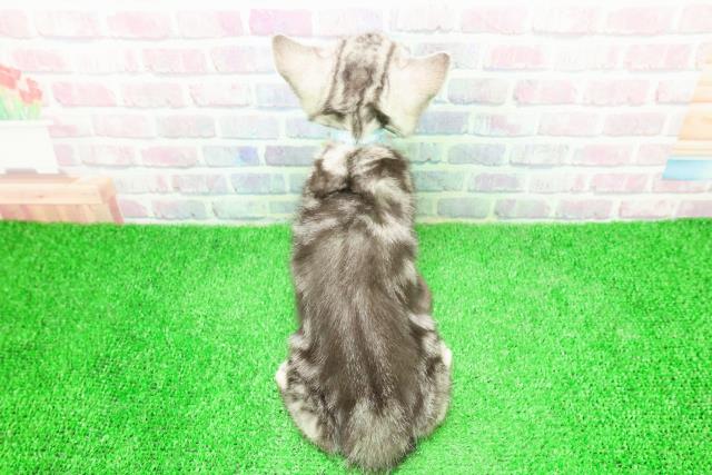 埼玉県のアメリカンショートヘアー (Coo&RIKU春日部店/2025年12月3日生まれ/男の子/シルバータビー)の子猫の4枚目の画像