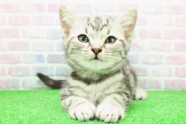 埼玉県のアメリカンショートヘアー (Coo&RIKU草加バイパス店/2025年12月3日生まれ/女の子/シルバータビー)の子猫の1枚目の画像