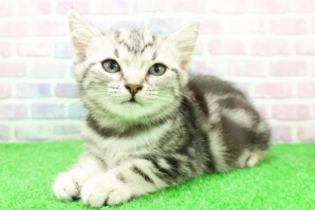 埼玉県のアメリカンショートヘアー (Coo&RIKU草加バイパス店/2025年12月3日生まれ/女の子/シルバータビー)の子猫の2枚目の画像