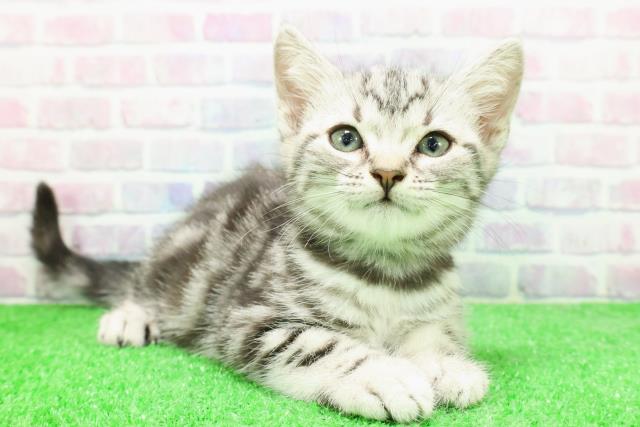 埼玉県のアメリカンショートヘアー (Coo&RIKU草加バイパス店/2025年12月3日生まれ/女の子/シルバータビー)の子猫の3枚目の画像