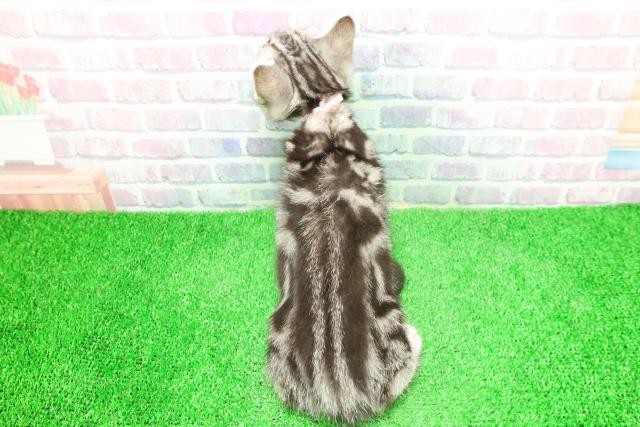 埼玉県のアメリカンショートヘアー (Coo&RIKU草加バイパス店/2025年12月3日生まれ/女の子/シルバータビー)の子猫の4枚目の画像