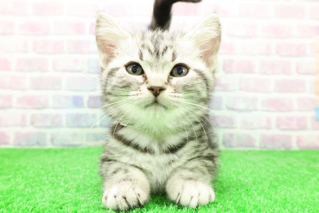 埼玉県のアメリカンショートヘアー (Coo&RIKU川越店/2025年12月3日生まれ/女の子/シルバータビー)の子猫