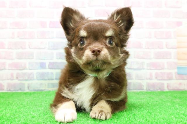 山形県のチワワ(ロング) (Coo&RIKUイオンタウン酒田店/2025年12月1日生まれ/男の子/チョコレートタンホワイト)の子犬の1枚目の画像