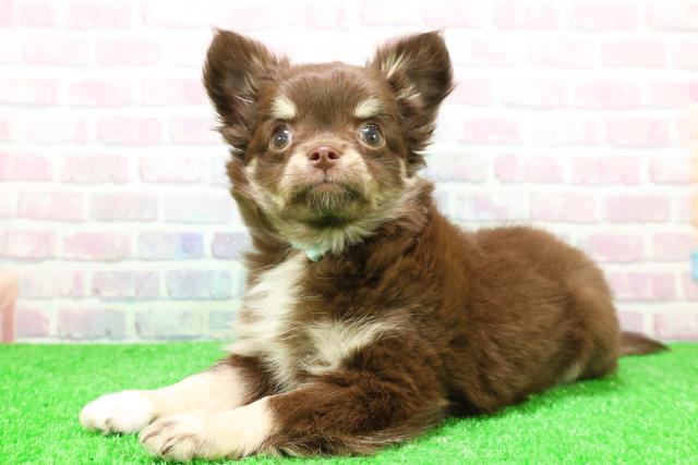 山形県のチワワ(ロング) (Coo&RIKUイオンタウン酒田店/2025年12月1日生まれ/男の子/チョコレートタンホワイト)の子犬の2枚目の画像