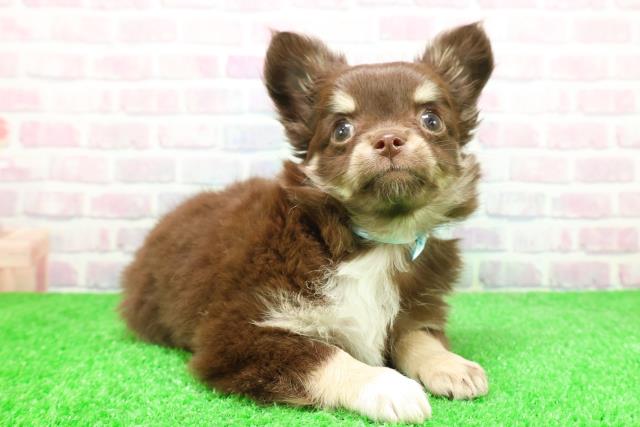 山形県のチワワ(ロング) (Coo&RIKUイオンタウン酒田店/2025年12月1日生まれ/男の子/チョコレートタンホワイト)の子犬の3枚目の画像