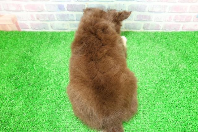 山形県のチワワ(ロング) (Coo&RIKUイオンタウン酒田店/2025年12月1日生まれ/男の子/チョコレートタンホワイト)の子犬の4枚目の画像