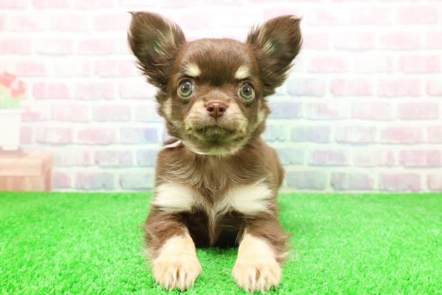 埼玉県のチワワ(ロング) (Coo&RIKU岩槻店/2025年12月1日生まれ/女の子/チョコレートタンホワイト)の子犬