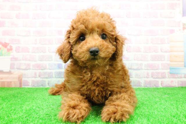 埼玉県のトイプードル(トイ) (Coo&RIKU川口戸塚店/2025年12月2日生まれ/男の子/レッド)の子犬