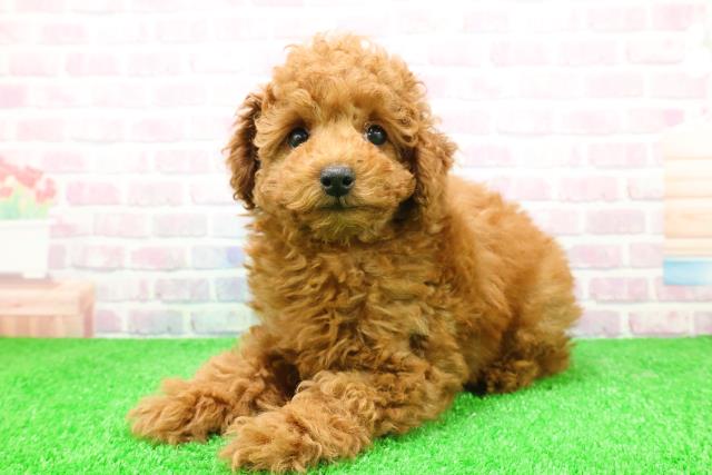 埼玉県のトイプードル(トイ) (Coo&RIKU川口戸塚店/2025年12月2日生まれ/男の子/レッド)の子犬の2枚目の画像