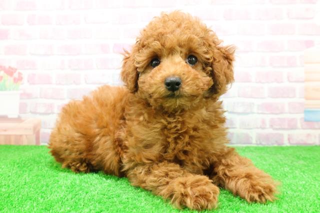 埼玉県のトイプードル(トイ) (Coo&RIKU川口戸塚店/2025年12月2日生まれ/男の子/レッド)の子犬の3枚目の画像