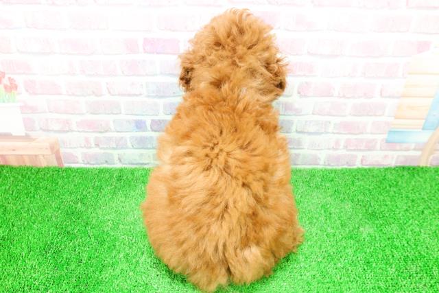 埼玉県のトイプードル(トイ) (Coo&RIKU川口戸塚店/2025年12月2日生まれ/男の子/レッド)の子犬の4枚目の画像