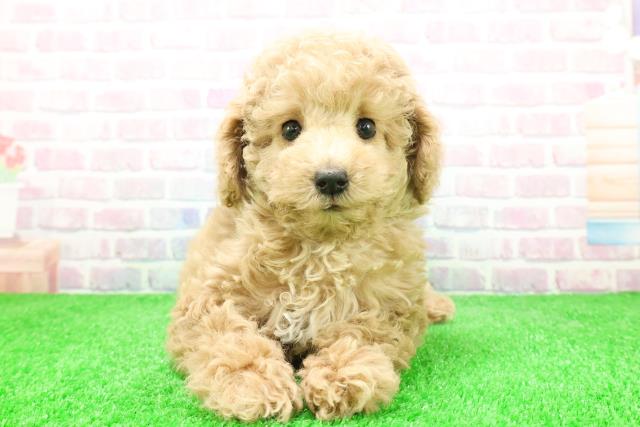 埼玉県のトイプードル(トイ) (Coo&RIKU草加バイパス店/2025年12月2日生まれ/女の子/アプリコット)の子犬