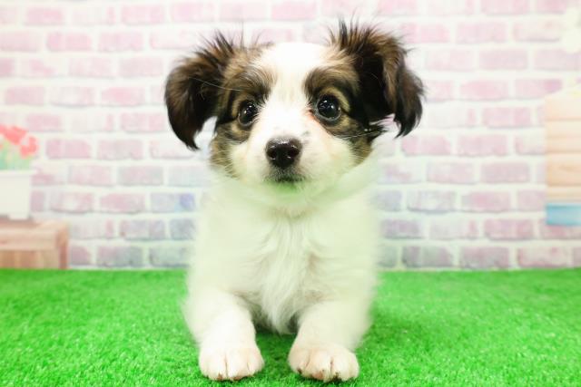 東京都のパピヨン (Coo&RIKU足立本店/2025年12月2日生まれ/女の子/トライカラー)の子犬の1枚目の画像