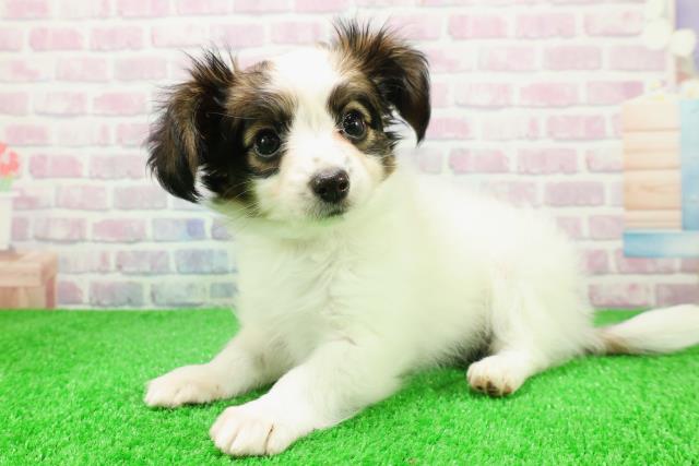 東京都のパピヨン (Coo&RIKU足立本店/2025年12月2日生まれ/女の子/トライカラー)の子犬の2枚目の画像