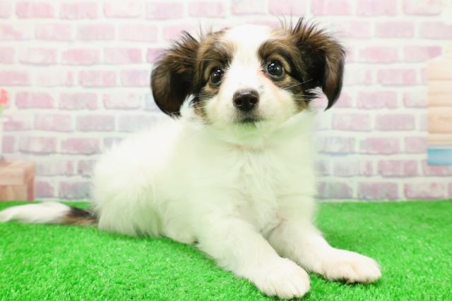 東京都のパピヨン (Coo&RIKU足立本店/2025年12月2日生まれ/女の子/トライカラー)の子犬の3枚目の画像