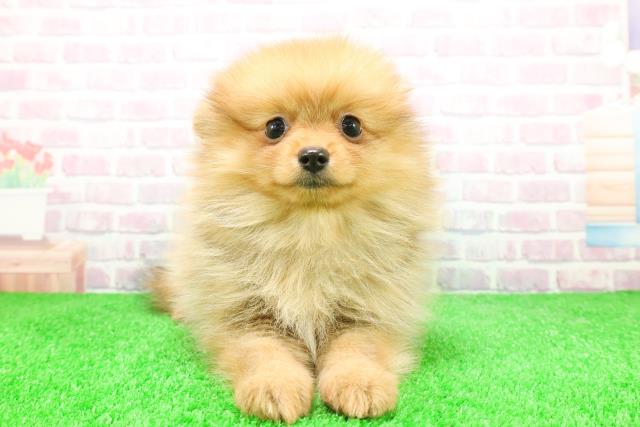 静岡県のポメラニアン (Coo&RIKU掛川店/2025年12月3日生まれ/女の子/オレンジ)の子犬の1枚目の画像