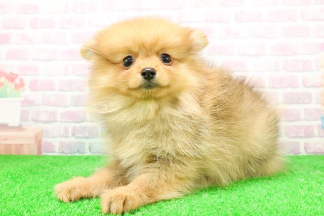 静岡県のポメラニアン (Coo&RIKU掛川店/2025年12月3日生まれ/女の子/オレンジ)の子犬の2枚目の画像