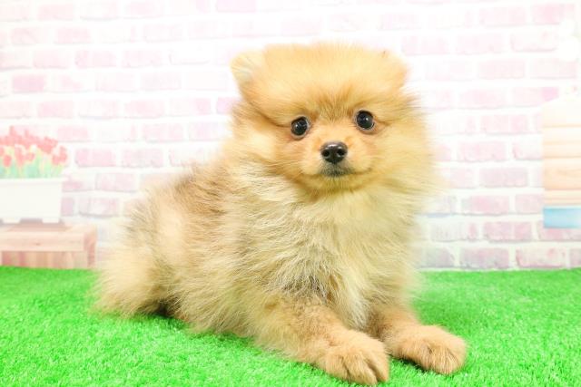 静岡県のポメラニアン (Coo&RIKU掛川店/2025年12月3日生まれ/女の子/オレンジ)の子犬の3枚目の画像