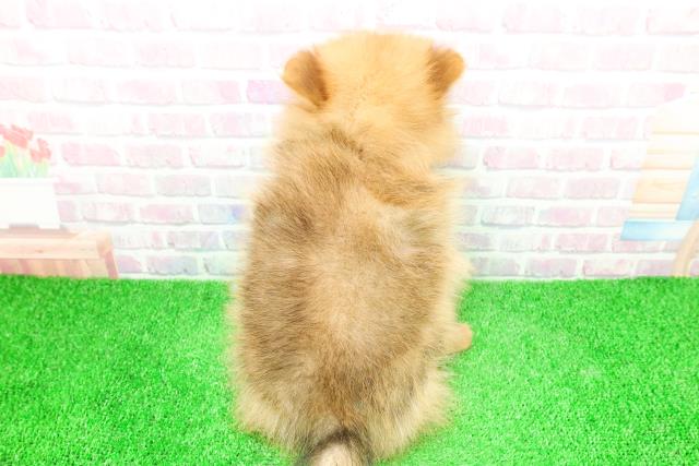 静岡県のポメラニアン (Coo&RIKU掛川店/2025年12月3日生まれ/女の子/オレンジ)の子犬の4枚目の画像