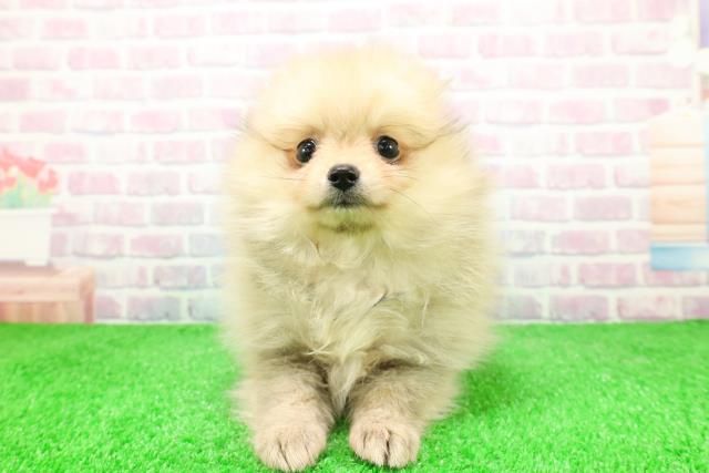 静岡県のポメラニアン (Coo&RIKU沼津店/2025年12月3日生まれ/女の子/ウルフセーブル)の子犬の1枚目の画像