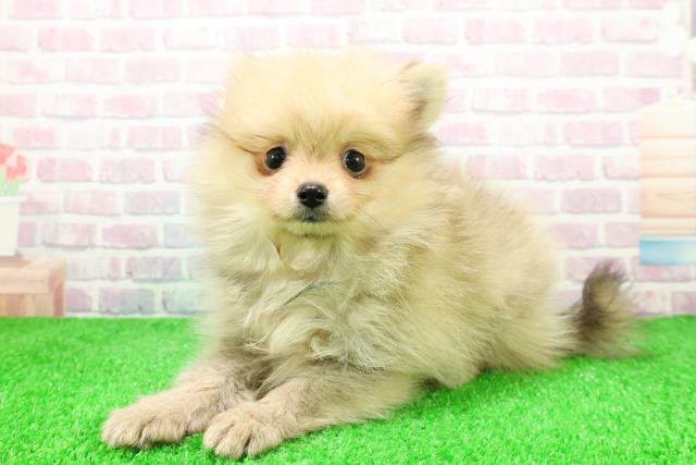 静岡県のポメラニアン (Coo&RIKU沼津店/2025年12月3日生まれ/女の子/ウルフセーブル)の子犬の2枚目の画像