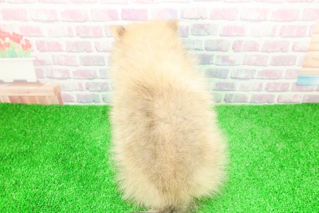 静岡県のポメラニアン (Coo&RIKU沼津店/2025年12月3日生まれ/女の子/ウルフセーブル)の子犬の4枚目の画像