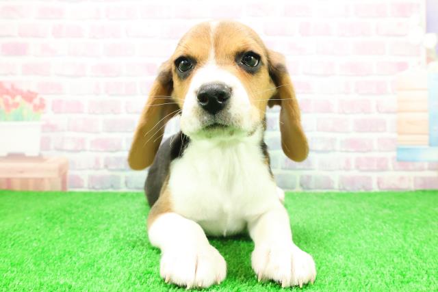 東京都のビーグル (Coo&RIKU江戸川店/2025年12月3日生まれ/男の子/ハウンドカラー)の子犬の1枚目の画像