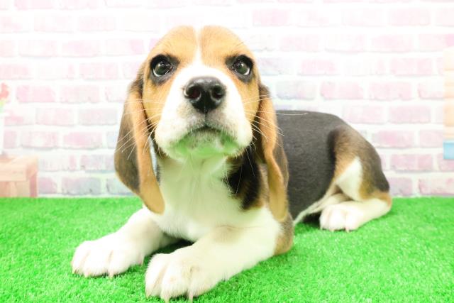 東京都のビーグル (Coo&RIKU江戸川店/2025年12月3日生まれ/男の子/ハウンドカラー)の子犬の2枚目の画像