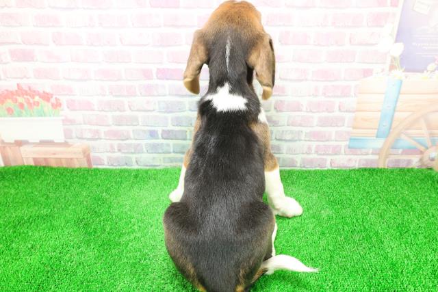 東京都のビーグル (Coo&RIKU江戸川店/2025年12月3日生まれ/男の子/ハウンドカラー)の子犬の4枚目の画像