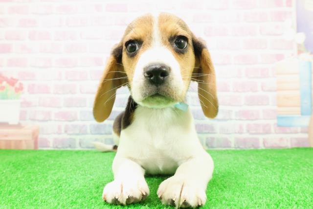 東京都のビーグル (Coo&RIKU足立本店/2025年12月3日生まれ/男の子/ハウンドカラー)の子犬の1枚目の画像