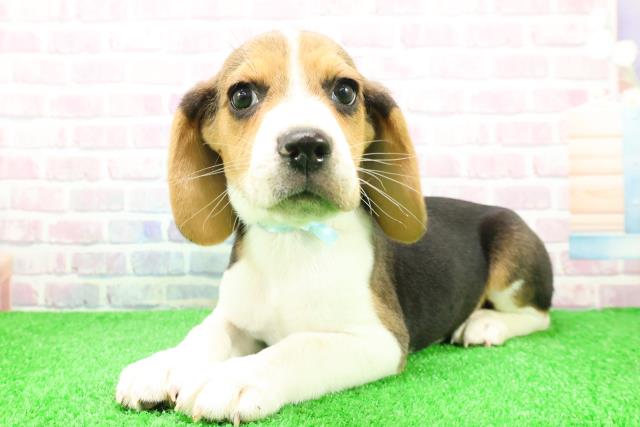 東京都のビーグル (Coo&RIKU足立本店/2025年12月3日生まれ/男の子/ハウンドカラー)の子犬の2枚目の画像