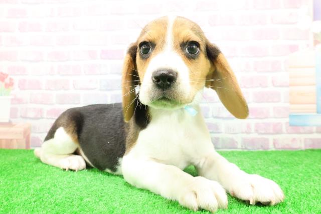 東京都のビーグル (Coo&RIKU足立本店/2025年12月3日生まれ/男の子/ハウンドカラー)の子犬の3枚目の画像