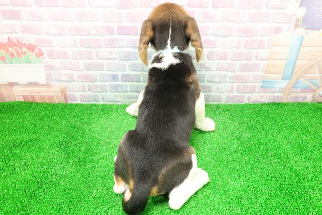 東京都のビーグル (Coo&RIKU足立本店/2025年12月3日生まれ/男の子/ハウンドカラー)の子犬の4枚目の画像