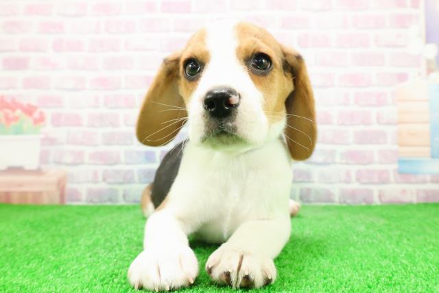 東京都のビーグル (Coo&RIKU八王子西店/2025年12月3日生まれ/男の子/ハウンドカラー)の子犬の1枚目の画像