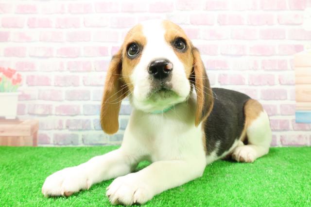 東京都のビーグル (Coo&RIKU八王子西店/2025年12月3日生まれ/男の子/ハウンドカラー)の子犬の2枚目の画像