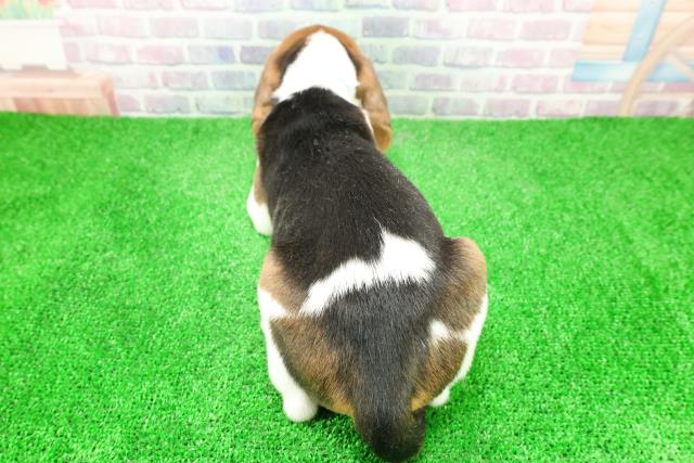 東京都のビーグル (Coo&RIKU八王子西店/2025年12月3日生まれ/男の子/ハウンドカラー)の子犬の4枚目の画像