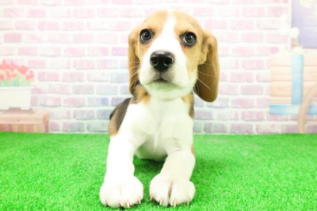 静岡県のビーグル (Coo&RIKU静岡SBS通り店/2025年12月3日生まれ/女の子/ハウンドカラー)の子犬の1枚目の画像